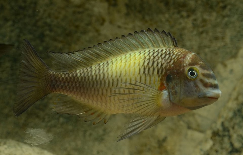 Tropheus sp. 'limespot' Kapampa